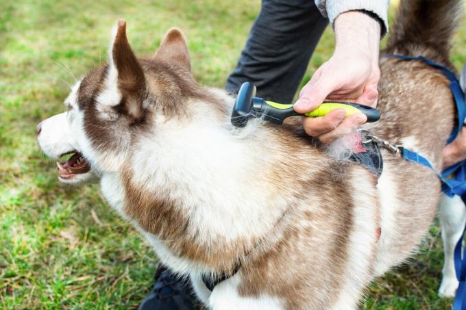 Preparación de la capa inferior del perro husky siberiano al aire libre.