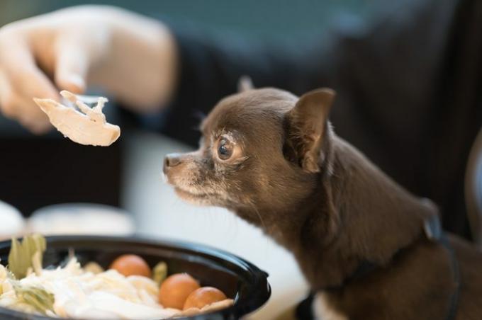 Lindo perro chihuahua marrón oliendo una comida en el restaurante