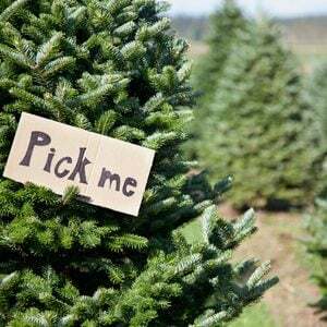 Kako posjeći vlastito božićno drvce