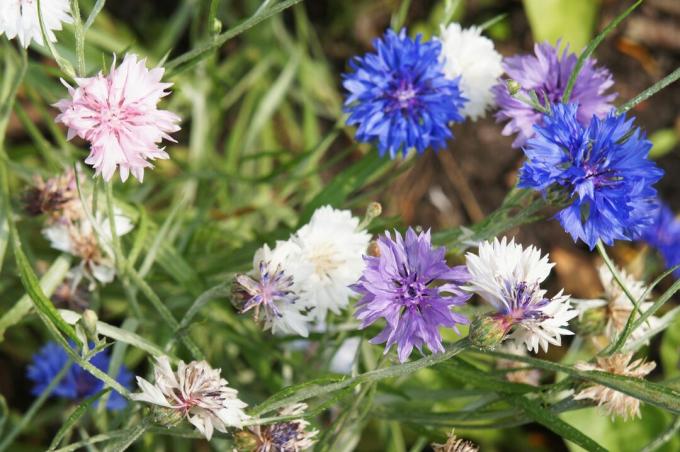सेंटोरिया सायनस या कॉर्नफ्लावर या बैचलर बटन हरे रंग के साथ सफेद, नीले और बैंगनी फूल