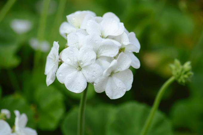 Bílé květy pelargónie
