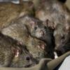 12 мифов о крысах, в которые нужно перестать верить
