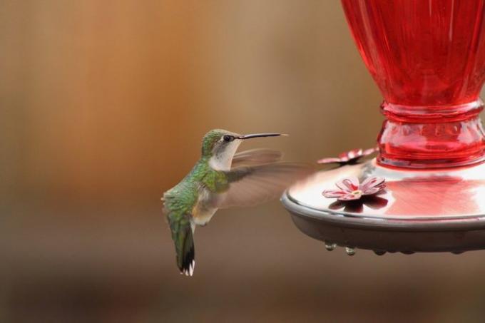 Kolibrík rubínový pri podávači cukrovej vody