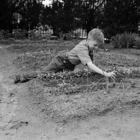 Child Working in School Victory Garden, First Avenue entre Thirty-Fifth e Thirty-Sixth Streets, New York City, New York, EUA, Edward Meyer para Office of War Information, junho de 1944. (Foto por: Universal History Archive / Universal Images Group via Getty Images)