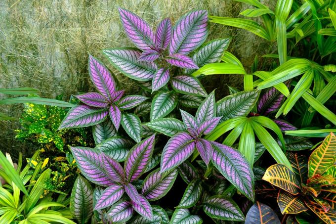 Purple Persian Shield -kasvi
