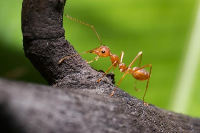 detailní záběr na červeného mravence na větvi
