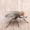 Как избавиться от скоплений мух