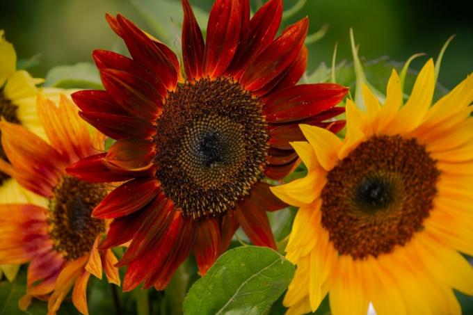 Nahaufnahme eines Sonnenblumen-Arrangements mit bunten Spätsommer-Herbst-Sonnenblumen