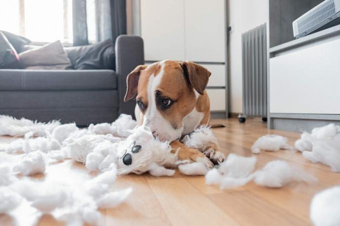 Cane colpevole e un orsacchiotto distrutto a casa. Staffordshire terrier si trova in mezzo a un giocattolo lanuginoso strappato, divertente sguardo colpevole