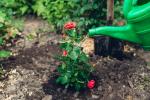 Wskazówki dotyczące sadzenia róż w ogrodzie