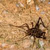 Hva er en Spider Cricket?