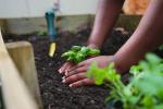Come coltivare il basilico