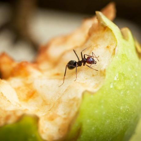 Hormiga en una manzana