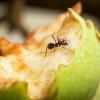 Evinizdeki ve Bahçenizdeki Karıncaları Öldürmenin En İyi 12 Yolu