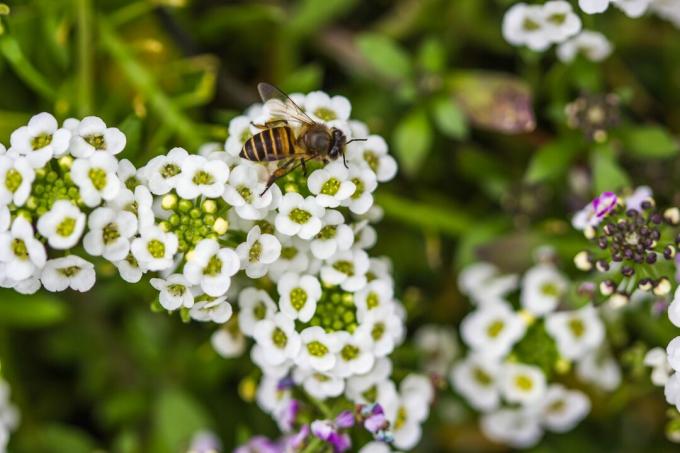 Pequeña abeja en flor de alyssum