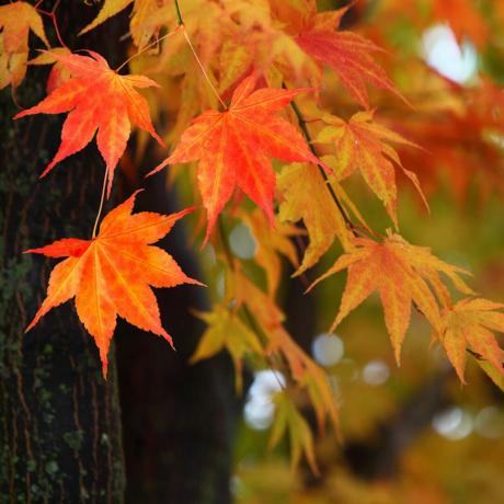 Shutterstock_50008510 Érable du Japon feuillage d'automne feuilles