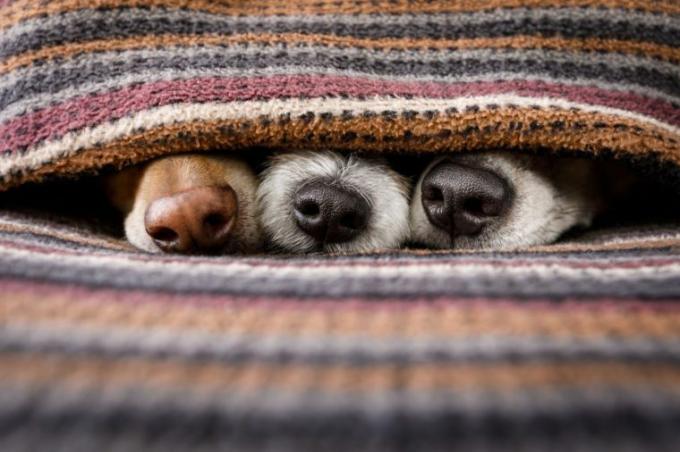пар заљубљених паса који спавају заједно под ћебетом у кревету, топло и пријатно и мазно