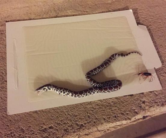 мертвая змея на клеевой доске кота как избавиться от змей