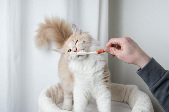 gatto maine coon color crema che si fa lavare i denti dal proprietario