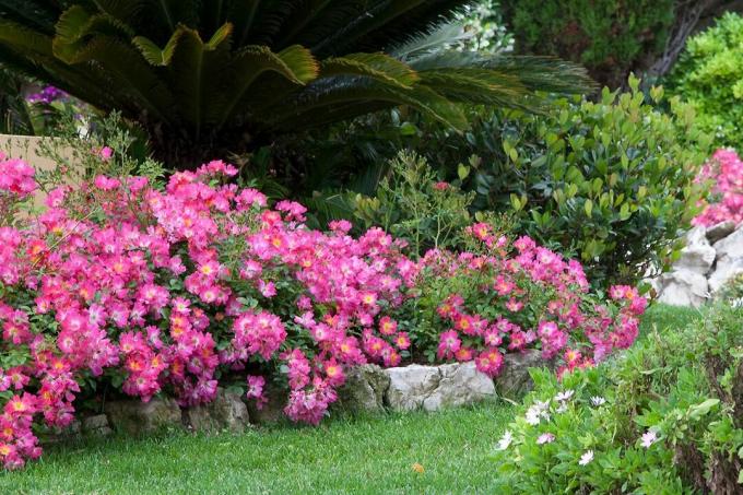 Pink Drift Bodembedekkende roos Sterrozen en planten Foto met dank aan Sterrozen en planten