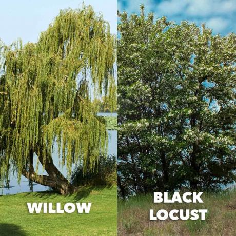 willow vs black locust jämförelse