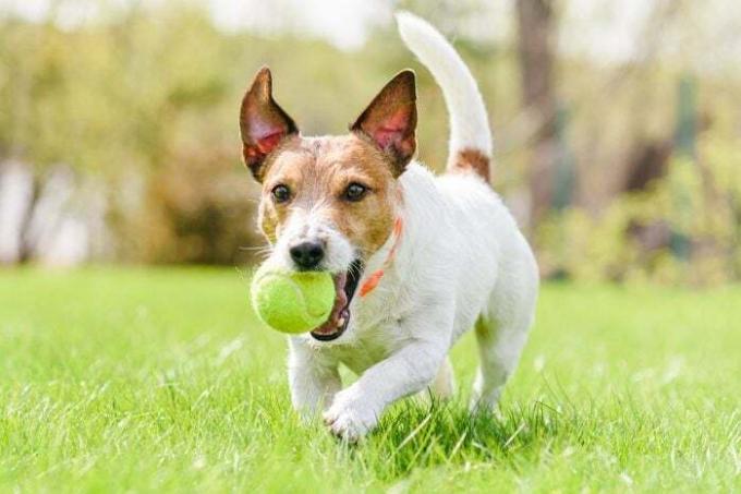 Perro sonriente feliz jugando con una pelota de tenis en la hierba fresca de primavera con collar antipulgas y garrapatas