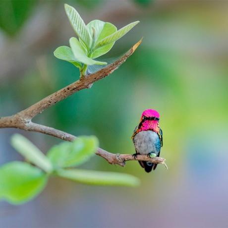 นกฮัมมิงเบิร์ดสีชมพูนั่งอยู่บนกิ่งไม้