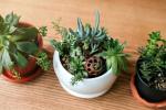 Comment prendre soin des plantes succulentes