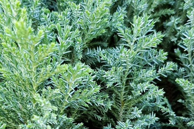 사이프러스 가족의 Juniperus 클로즈업, 전체 프레임, 단풍의 세부 사항, 자연 녹색 배경