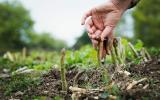 10 mehrjährige Gemüse, die Sie pflanzen und vergessen können