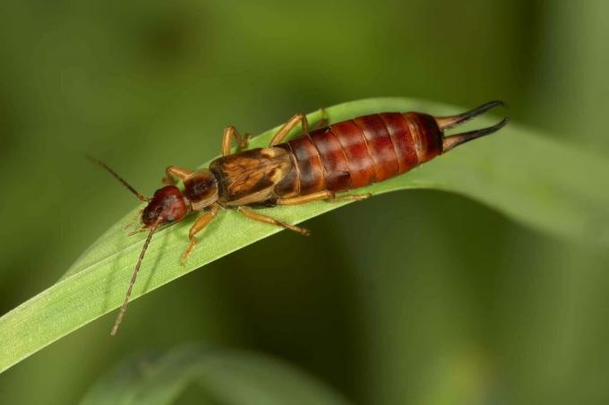 حشرة أذن منزلية شائعة