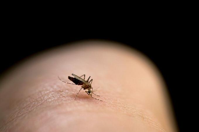 Komáří kousnutí do paže je příčinou malárie.