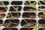 Cultiver des zinnias: tout ce que vous devez savoir