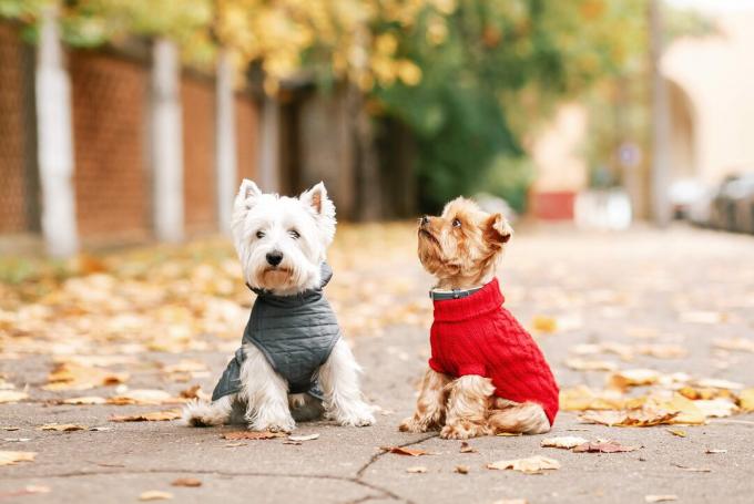 İki köpek arkadaşının portresi West Highland beyaz teriyeri ve yorkshire teriyeri parkta sonbahar yaprakları üzerinde oynuyor. altın doğa. kırmızı kazak ve gri paltolu köpek