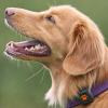 Die 7 besten intelligenten Hundehalsbänder für Ihren vierbeinigen Begleiter
