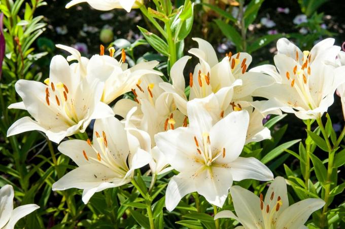 roślina kwitnących białych lilii