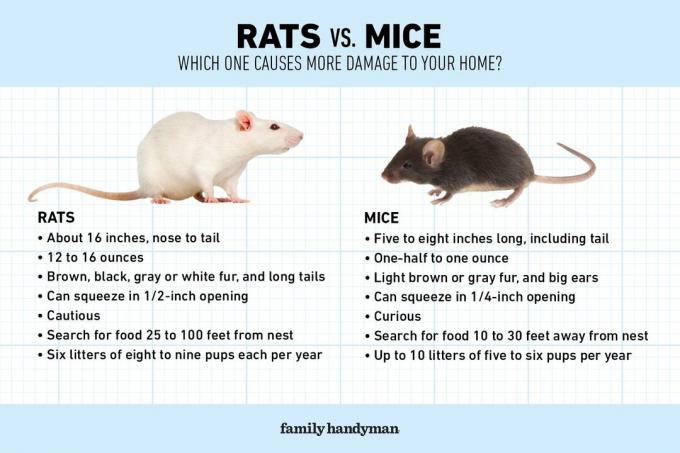 Fhm rotter vs. Hvilke mus forårsaker mer skade på hjemmet ditt? Gettyimages2