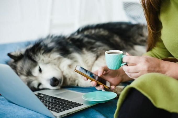 Una mujer de cabello largo se sienta con una taza de café y usa la aplicación en el teléfono. Junto a ella hay una computadora portátil, y al fondo hay un gran perro Malamute.