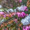 Heath de iarnă înflorește cu mult înainte de sosirea primăverii