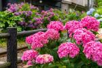 10 кущів, які додають сезонного колориту вашому саду