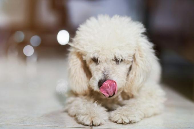 Puddelhund slikker sin næse på sløret baggrund