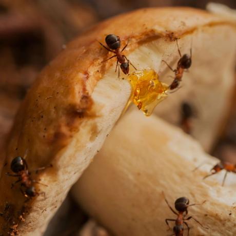 Harvester maur