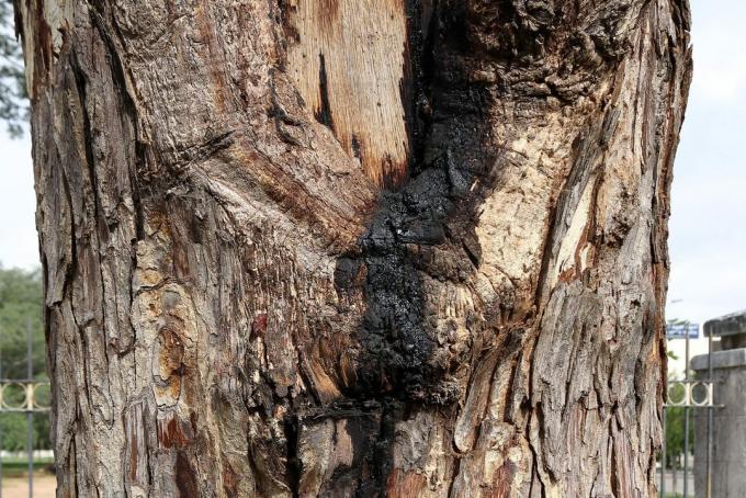 Pień drzewa zarażony rakiem Hypoxylon i bakteryjnym czarnym śluzem sączącym się z jądra, który niszczy życie Woodsa.