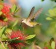 Objevte pravdu o běžných mýtech o kolibřících