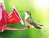Kad pavasarī vajadzētu izlikt kolibri barotavas?