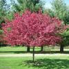 Pohon Hebat untuk Dipertimbangkan Ditanam di Halaman Anda Musim Semi Ini