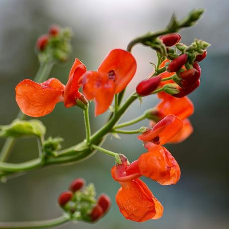 Pequeñas flores rojas de Runner Bean Plant 