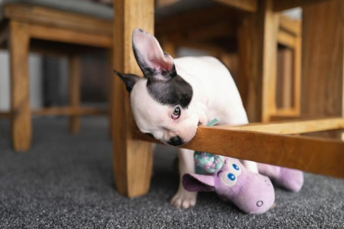 Cucciolo di Boston Terrier che mastica la base di legno di una sedia da pranzo in legno.