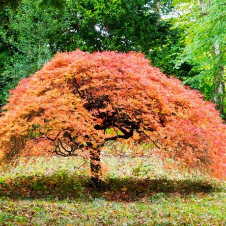 Dwarf Japanese Maple Gettyimages 877082902