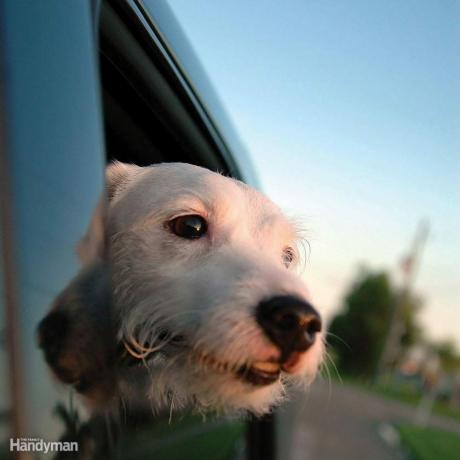 FH060611_001_HHPETS_05 perro mirando por la ventana del coche